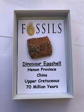 Dinosaur fossil eggshell for sale  BLYTH
