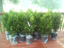 2.5 qt.thuja green for sale  Duluth