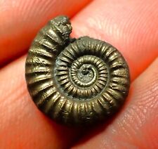 Crucilobiceras pyrite ammonite for sale  BRISTOL