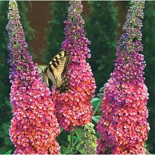 Hybrid butterfly bush for sale  San Francisco