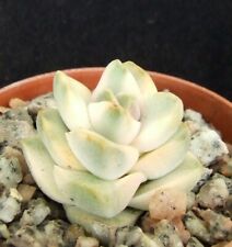 Crassula moonglow variegated for sale  EASTBOURNE