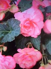 Begonia cascading florence for sale  SOUTHAMPTON