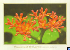 Sri Lanka Postcards, Flowers, Jatropha Podagrica, Posted/Postcrossing for sale  Shipping to South Africa