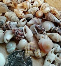 100 mixed seashells for sale  PORTHCAWL