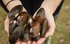 Fresh water mussels for sale  Potsdam