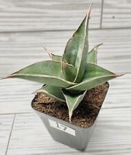 Sansevieria pinguicula plant for sale  Winchester