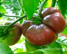 Heirloom black russian for sale  DEWSBURY