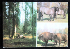 Postkarte tierpark pferd gebraucht kaufen  Limburg