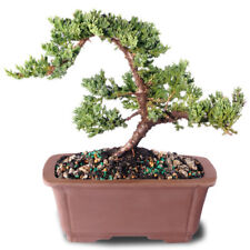Juniper bonsai tree for sale  Olive Branch