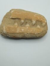 mosasaur jaw for sale  Greenfield