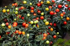 Solanum pseudocapsicum semi usato  Anzio