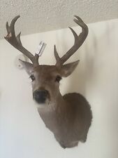 Coues deer mount for sale  Tucson