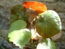 Begonia erythrophilla begonia d'occasion  Villemandeur