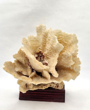 Corallo bianco homotrema usato  Palermo