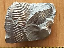 Ancienne empreinte ammonite d'occasion  Cuges-les-Pins