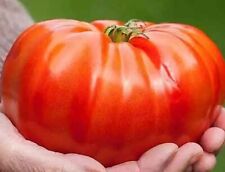 120 beefsteak tomato for sale  Salem