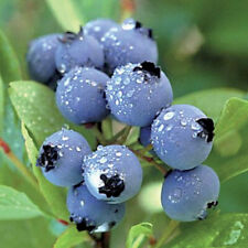 bilberry usato  Spedire a Italy