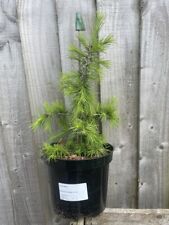 Cedar lebanon evergreen for sale  CHORLEY