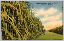 Cartão postal vintage de linho agrícola Clewiston Florida colheita de cana-de-açúcar madura comprar usado  Enviando para Brazil