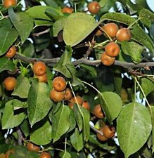 Chin kräuterbirnenbaum samen gebraucht kaufen  Speckhorn