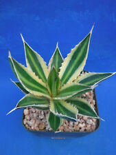 Agave lophantha quadricolor for sale  Tucson