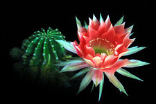 Echinopsis hybrid chess for sale  Shipping to Ireland