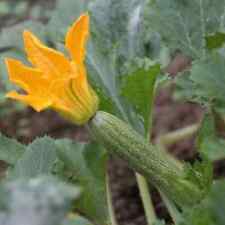 Zucchino romanesco biologico usato  Porto Sant Elpidio