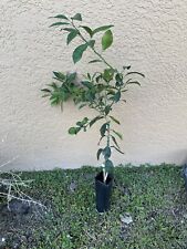 navel orange tree for sale  Lehigh Acres