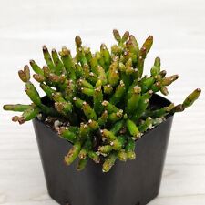 Cactus pot plant for sale  San Jose