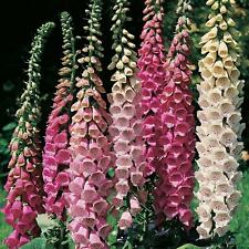 Pack foxglove excelsior for sale  CHELMSFORD