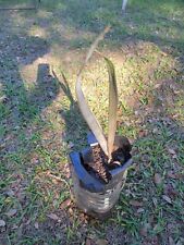 Bismarckia nobilis silver for sale  Clearwater