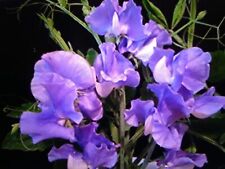 Sweet pea perfume for sale  PENRITH