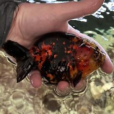 Ranchu goldfish calico for sale  LIVERPOOL