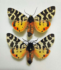 Arctiidae  ARCTIA TIGRINA TIGRINA******pair Nr. 1****Italy for sale  Shipping to South Africa