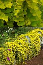 Golden creeping jenny for sale  DUDLEY