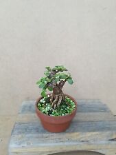 jade bonsai tree for sale  Morrow