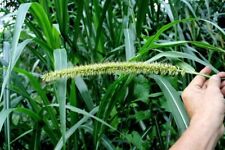 Napier Grass - Elephant Grass Uganda Grass Pennisetum purpureum 5+ Seeds - Z 122 for sale  Shipping to South Africa