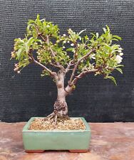 Bonsai melo h. usato  Vilminore Di Scalve