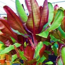 Red abyssinian ensete for sale  Mobile