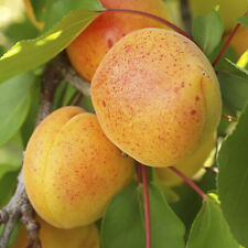 Apricot early moorpark for sale  PETERBOROUGH