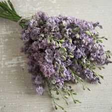 Larkspur misty lavender for sale  Sherwood