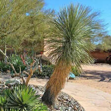 Yucca elata soaptree for sale  Redmond