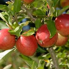 Apple braeburn garden for sale  IPSWICH