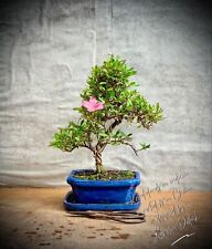Rhododendron indicum osakazuki for sale  Shipping to Ireland