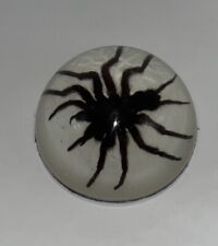 Taxidermy spider paperweight for sale  BURNTWOOD