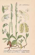 Spiranthes Goodyera Orchids Thome Lithography 1886 for sale  Shipping to South Africa