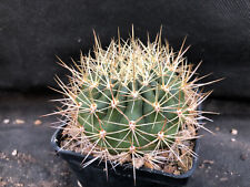 Matucana culipensis cactus usato  Massafra