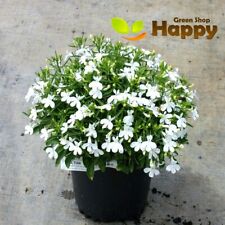 Lobelia white lady for sale  Shipping to Ireland