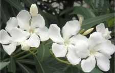 Piante nerium oleander usato  Altamura