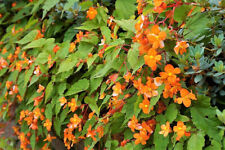 Begonia sutherlandii unusual for sale  SPALDING